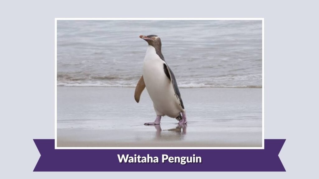 Waitaha Penguin