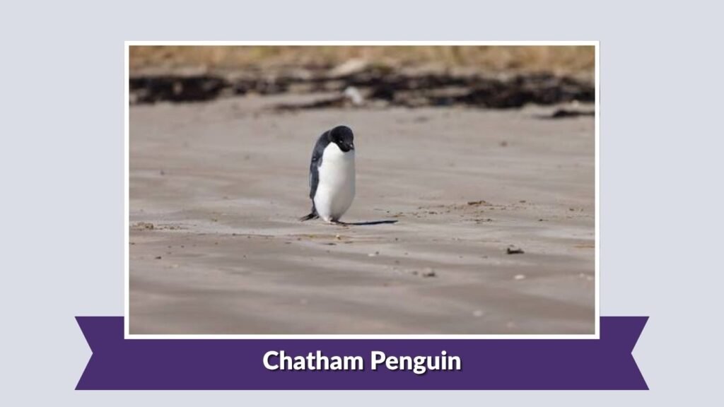 Chatham Penguin