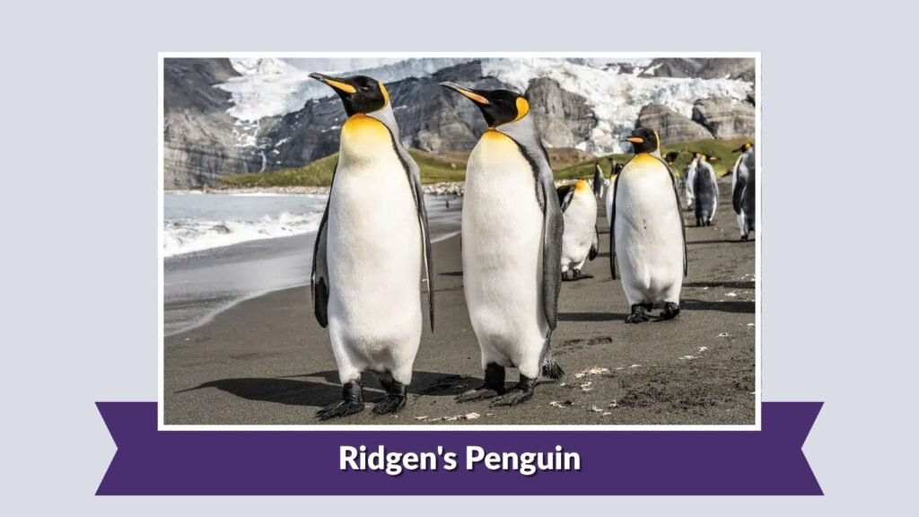 Ridgen's Penguin