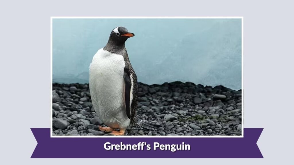 Grebneff's Penguin