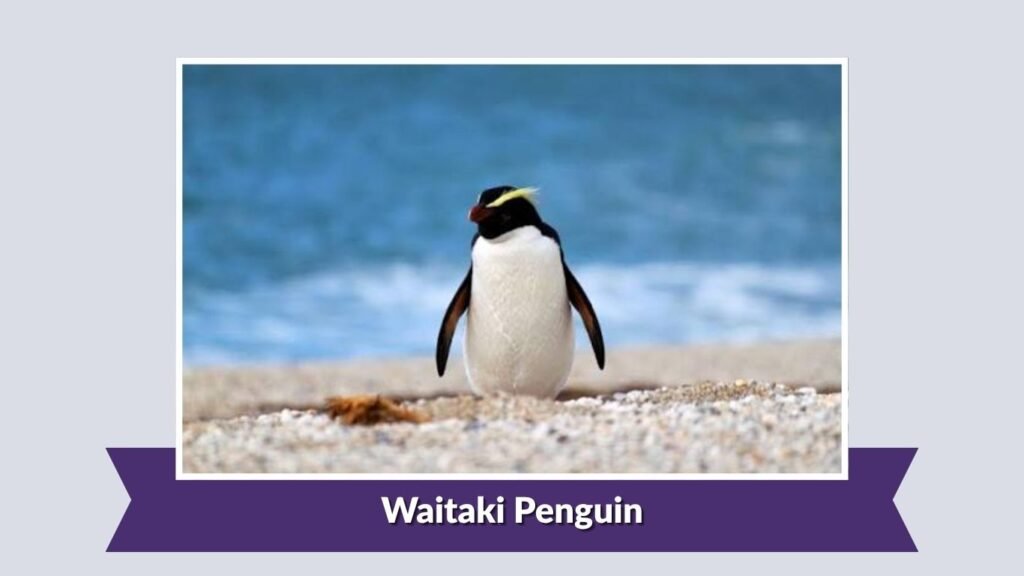 Waitaki Penguin