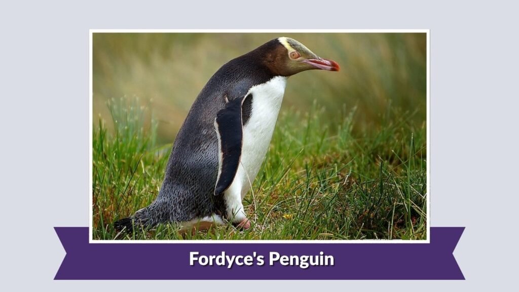  Fordyce's Penguin