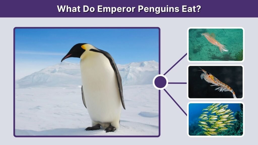 What Do Emperor Penguins Eat?