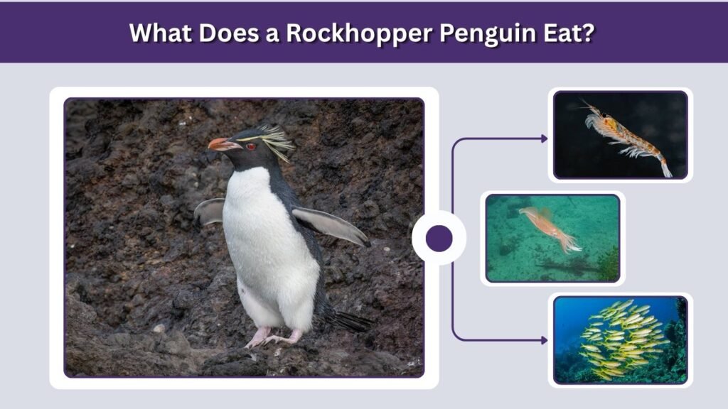 What Does a Rockhopper Penguin Eat?