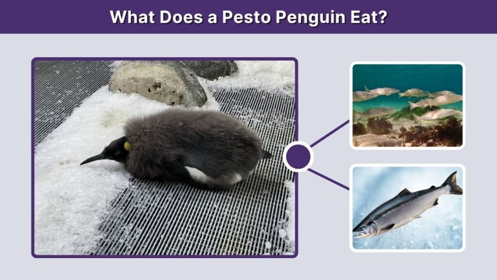 What Does a Pesto Penguin Eat?