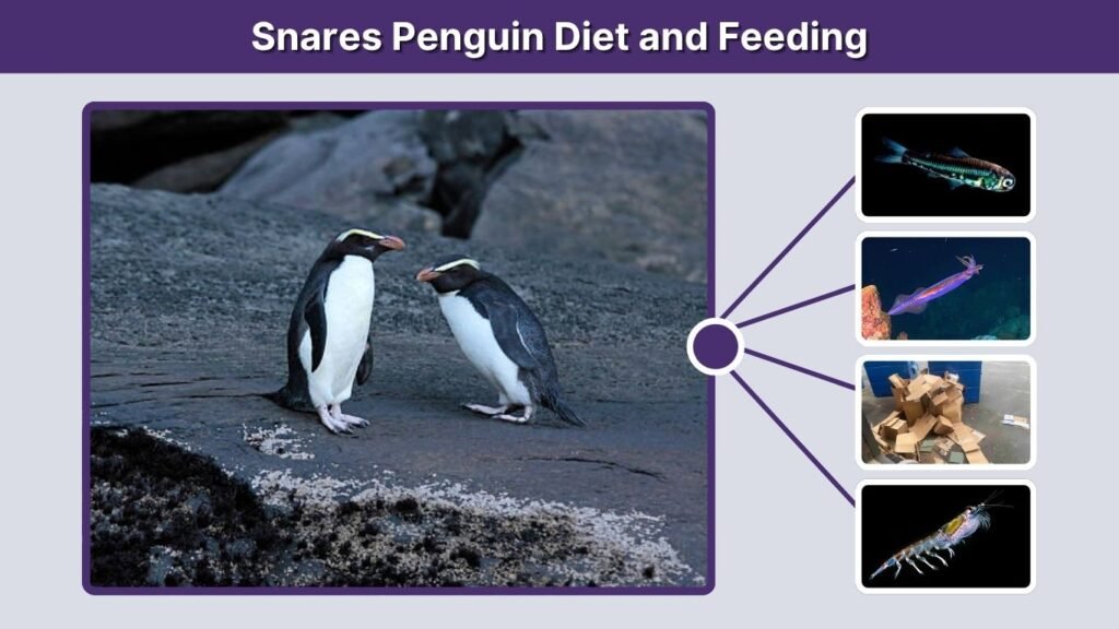Snares Penguin Diet and Feeding