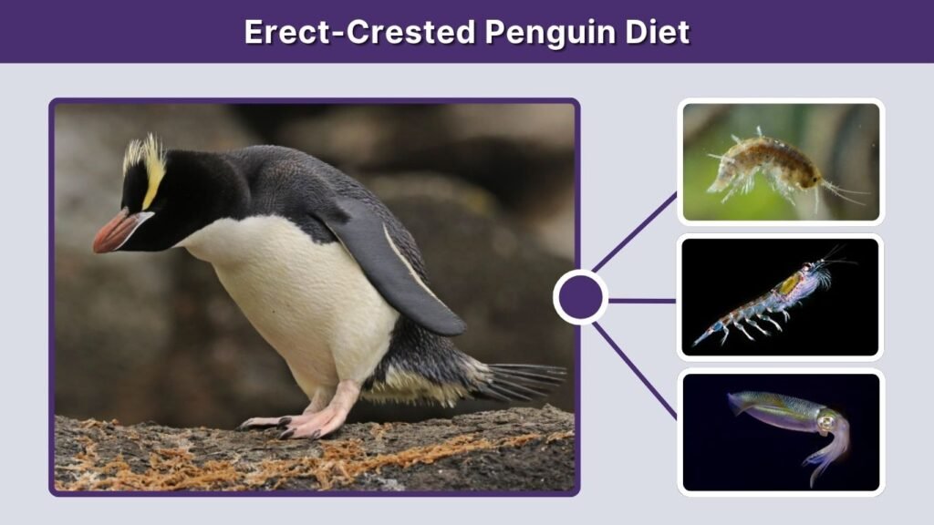 Erect-Crested Penguin Diet
