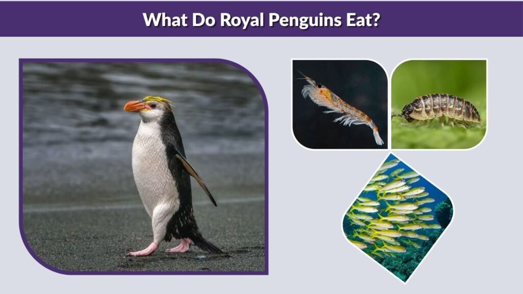 What Do Royal Penguins Eat?