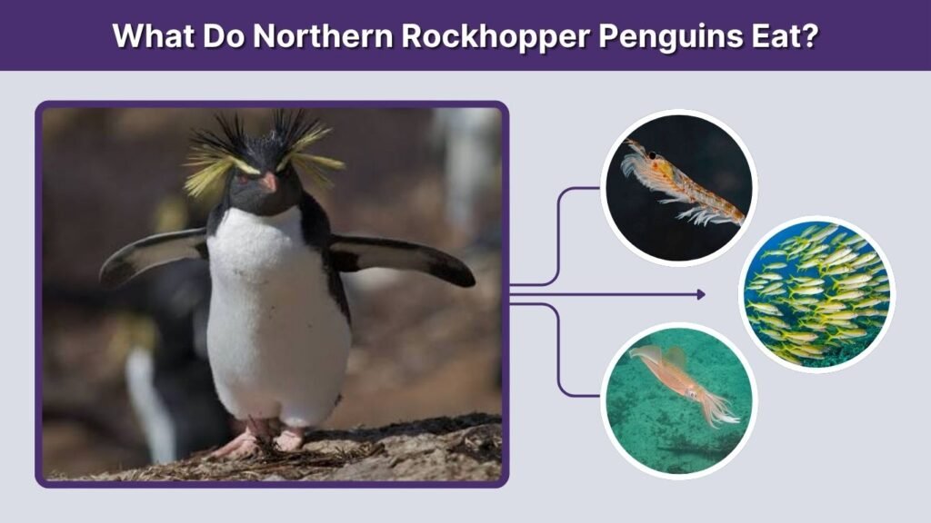 What Do Northern Rockhopper Penguins Eat?