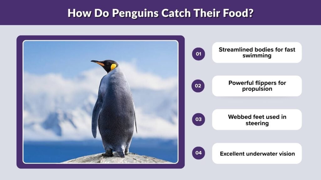 How Do Penguins Catch Their Food?