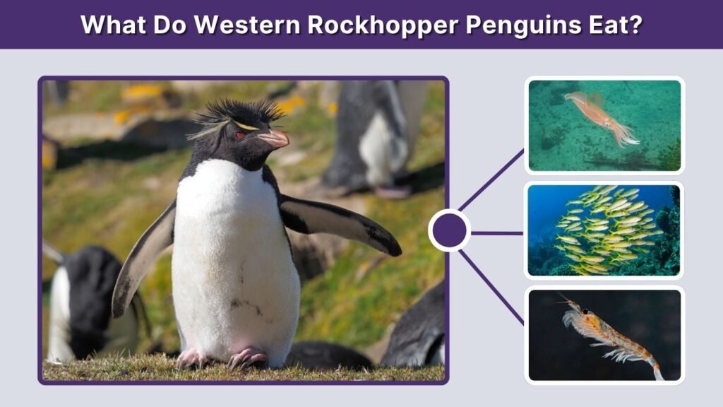 What Do Western Rockhopper Penguins Eat?