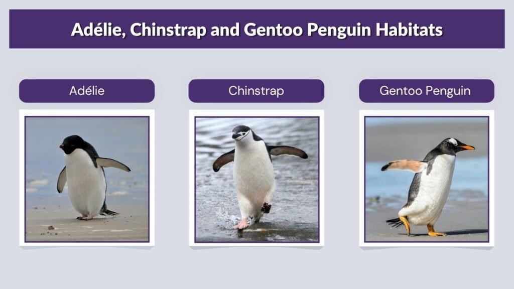 Adélie, Chinstrap and Gentoo Penguin Habitats