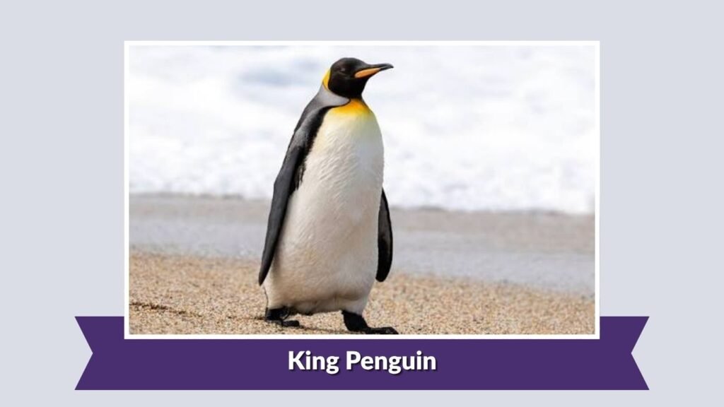 King Penguin