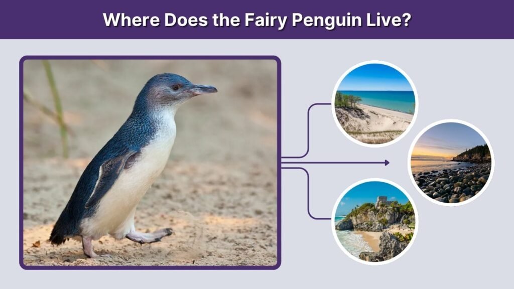 Where Does the Fairy Penguin Live?