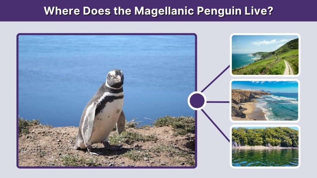 Where Does the Magellanic Penguin Live?