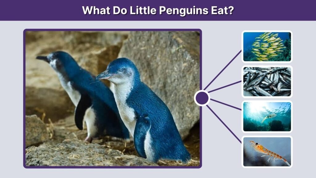 What Do Little Penguins Eat?