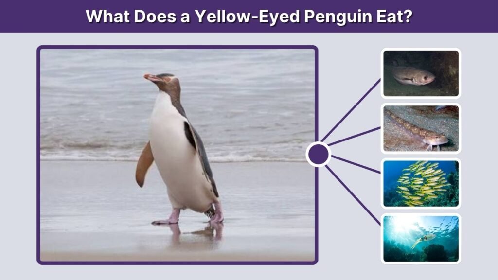 What Does a Yellow-Eyed Penguin Eat?