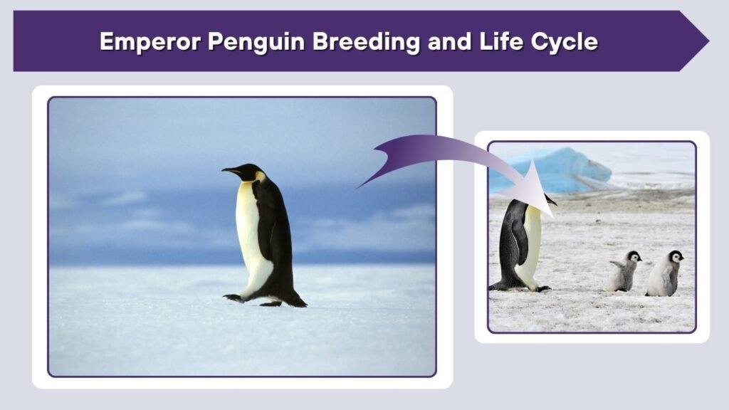 Emperor Penguin Breeding and Life Cycle