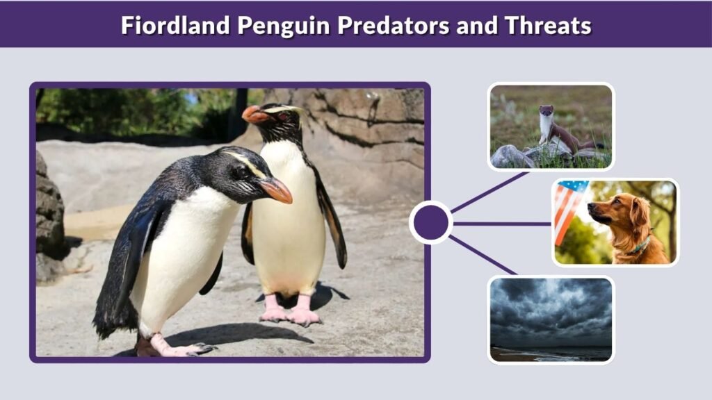 Fiordland Penguin Predators and Threats