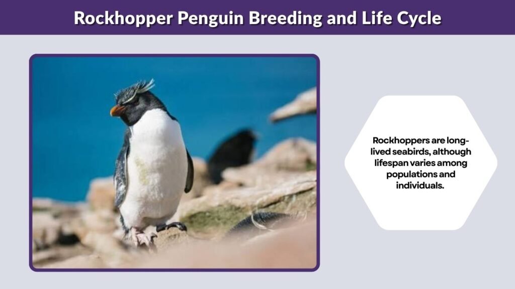 Rockhopper Penguin Breeding and Life Cycle