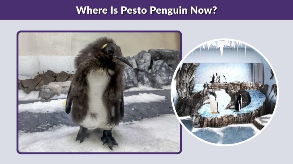 Where Is Pesto Penguin Now?