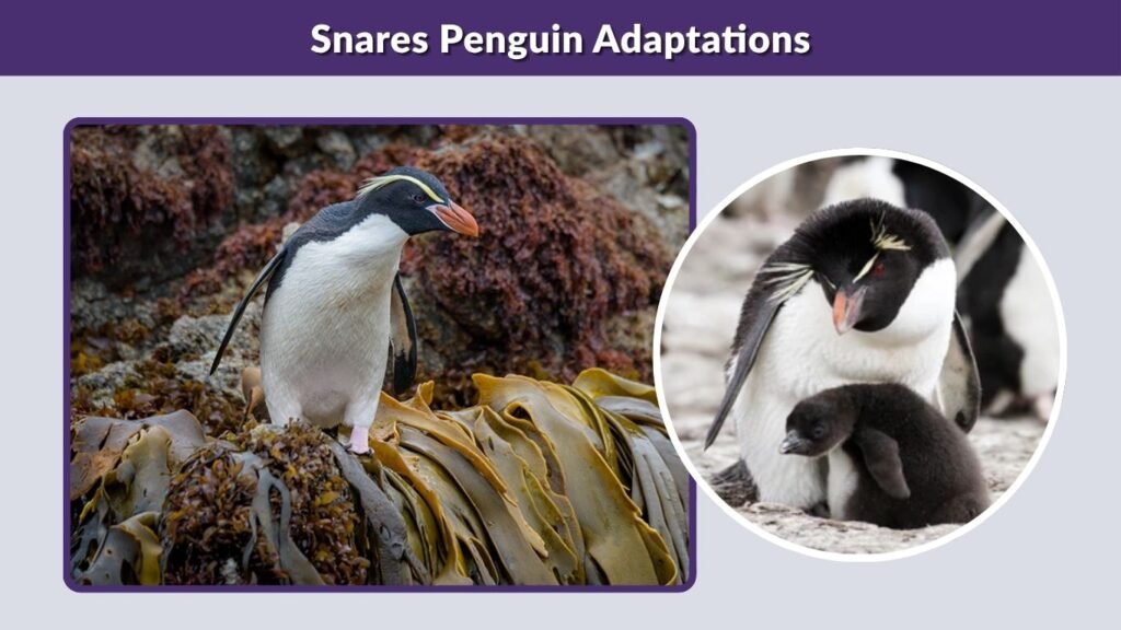 Snares Penguin Adaptations