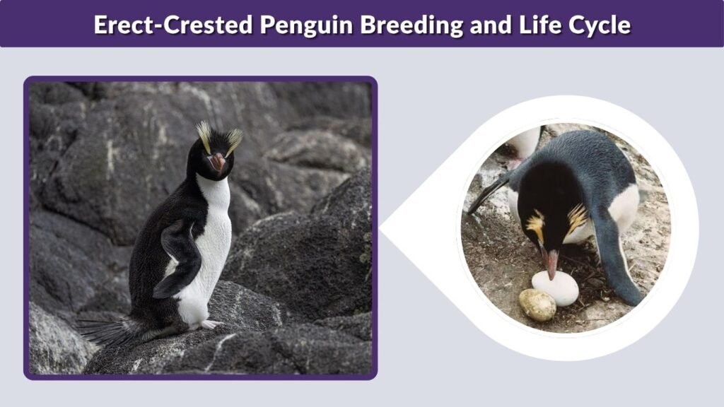 Erect-Crested Penguin Breeding and Life Cycle