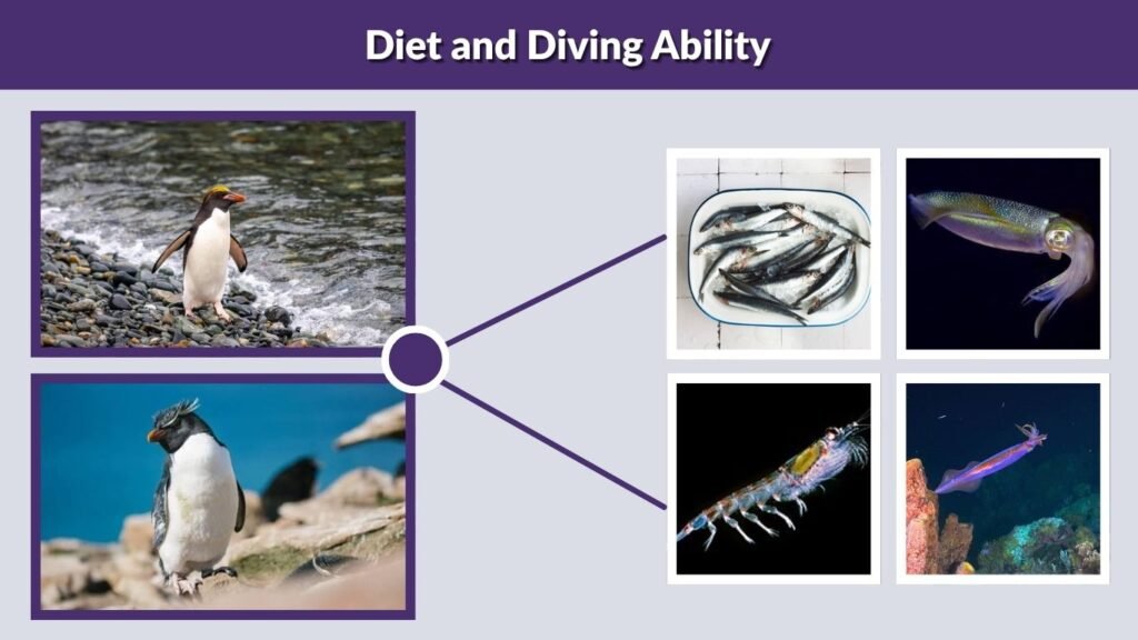 Diet and Diving Ability