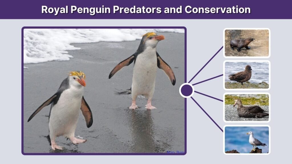Royal Penguin Predators and Conservation