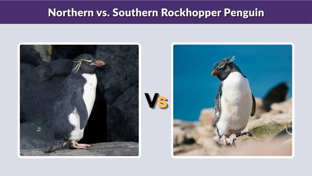 Northern vs. Southern Rockhopper Penguin