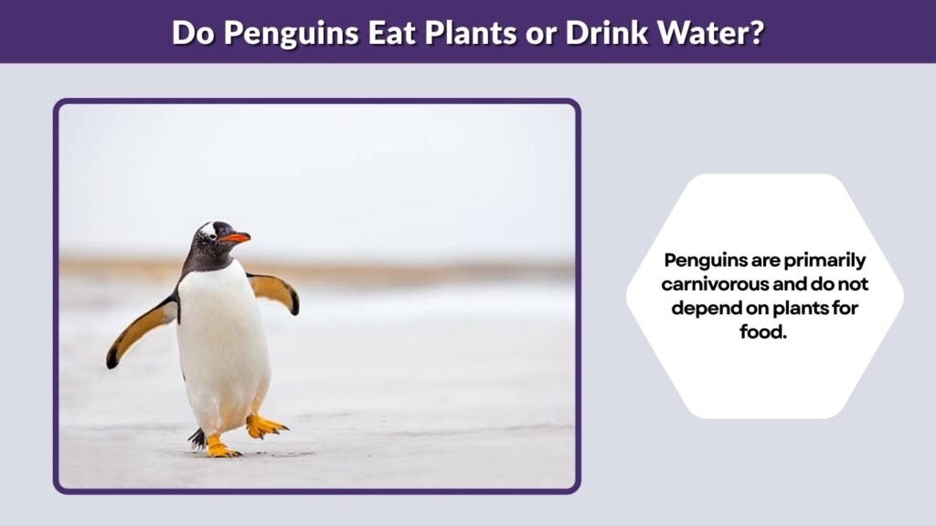 Do Penguins Eat Plants or Drink Water?