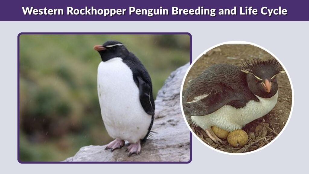 Western Rockhopper Penguin Breeding and Life Cycle