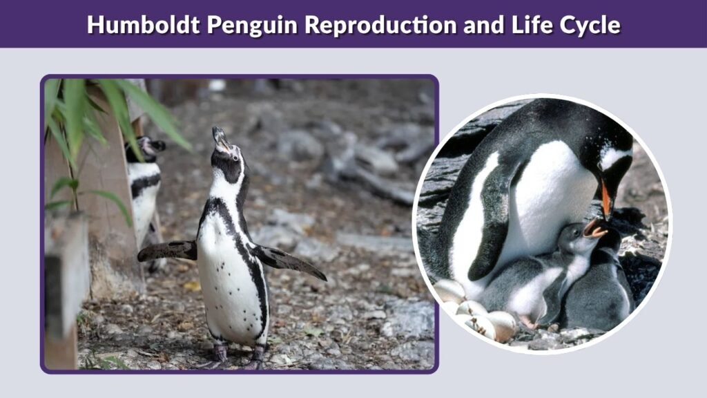 Humboldt Penguin Reproduction and Life Cycle
