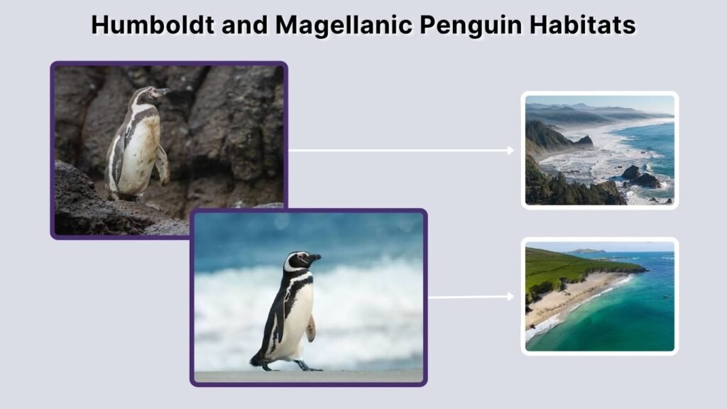 Humboldt and Magellanic Penguin Habitats