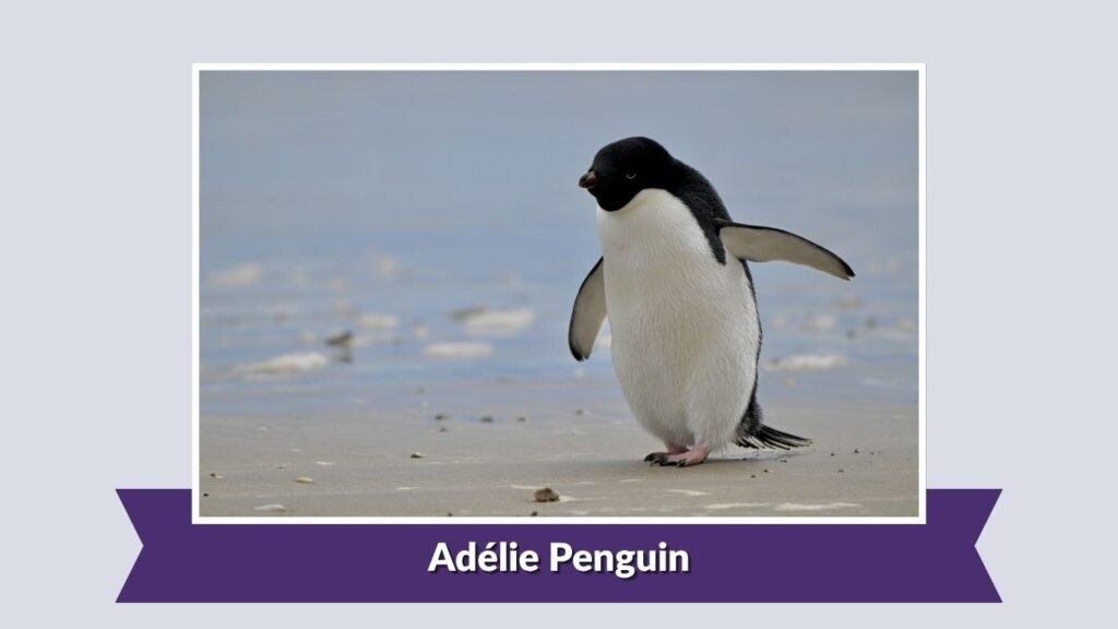 Adélie Penguin