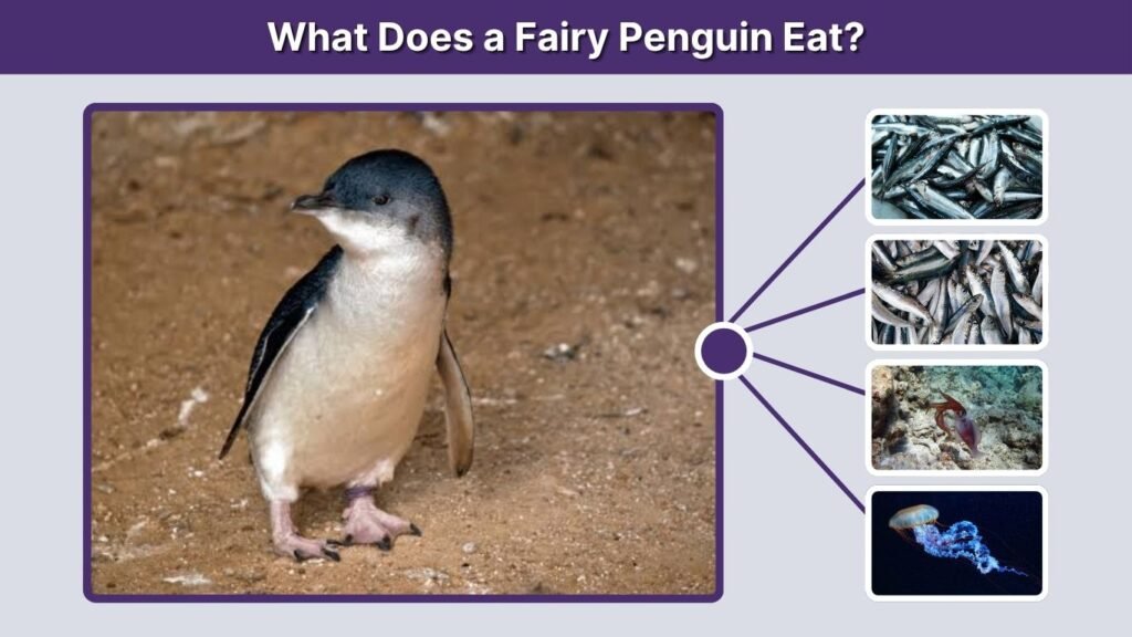 What Does a Fairy Penguin Eat?