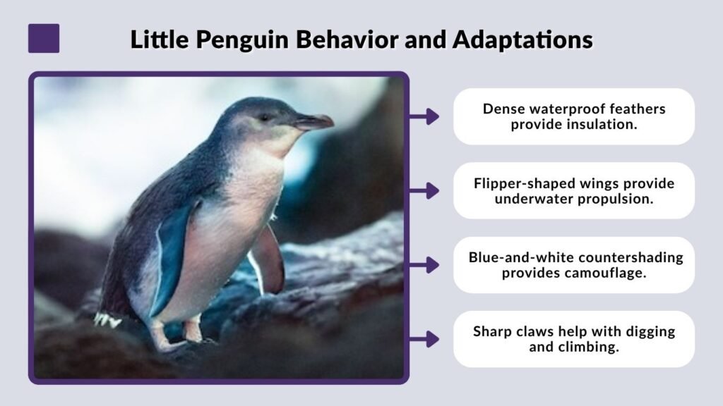 Little Penguin Behavior and Adaptations