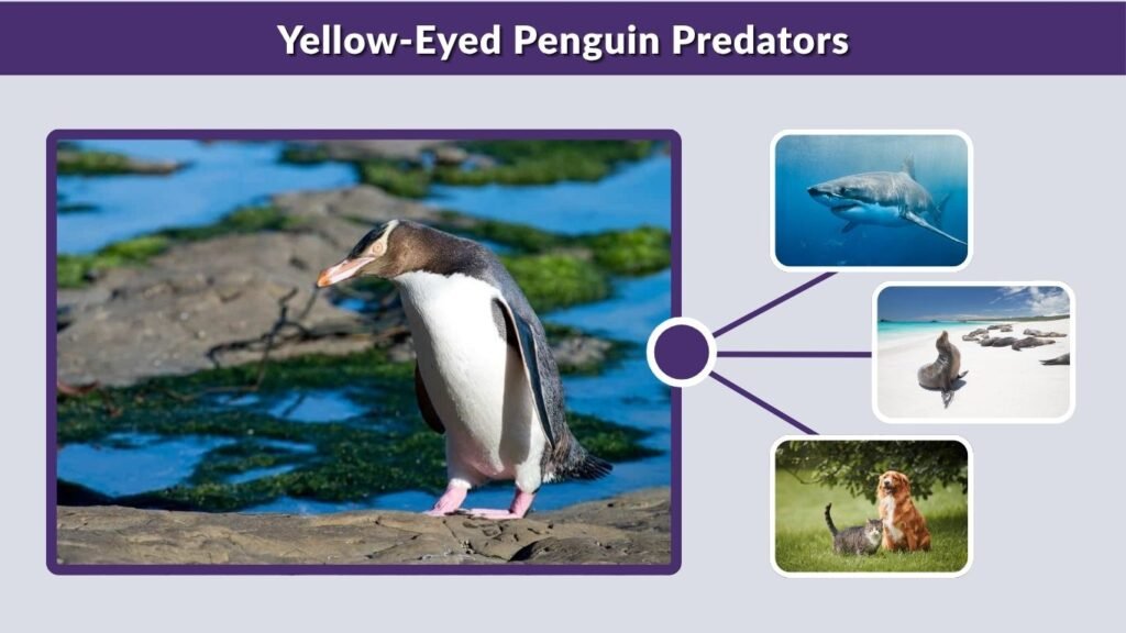 Yellow-Eyed Penguin Predators