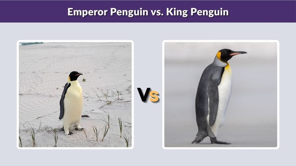 Emperor Penguin vs. King Penguin