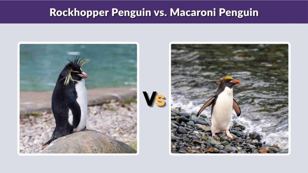 Rockhopper Penguin vs. Macaroni Penguin