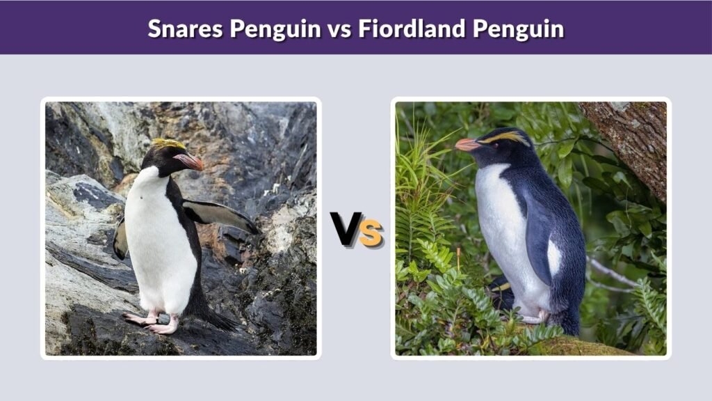 Snares Penguin vs Fiordland Penguin