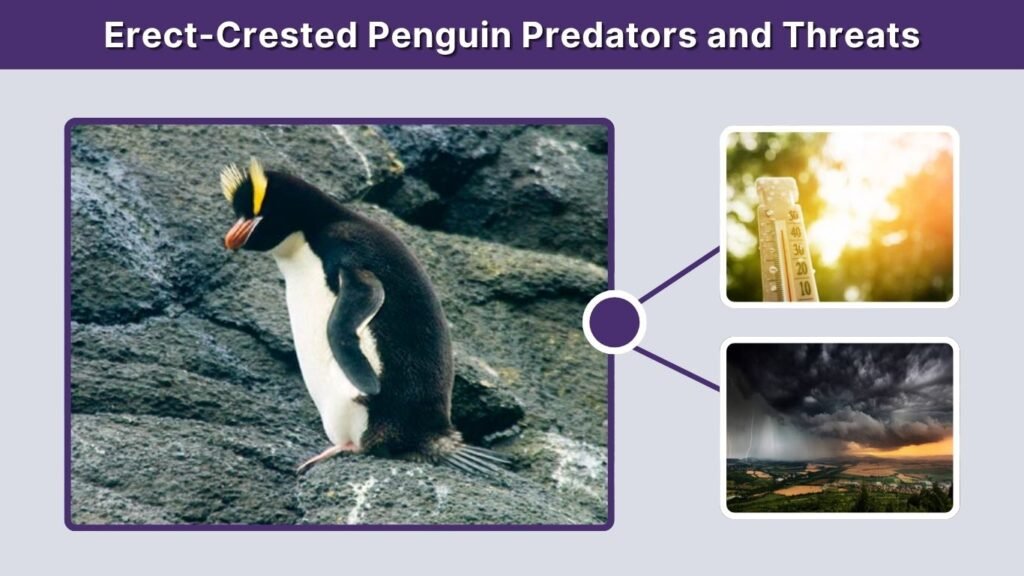Erect-Crested Penguin Predators and Threats