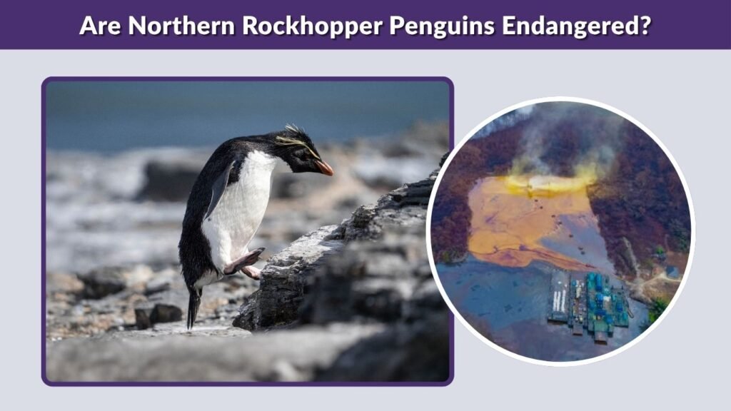 Are Northern Rockhopper Penguins Endangered?