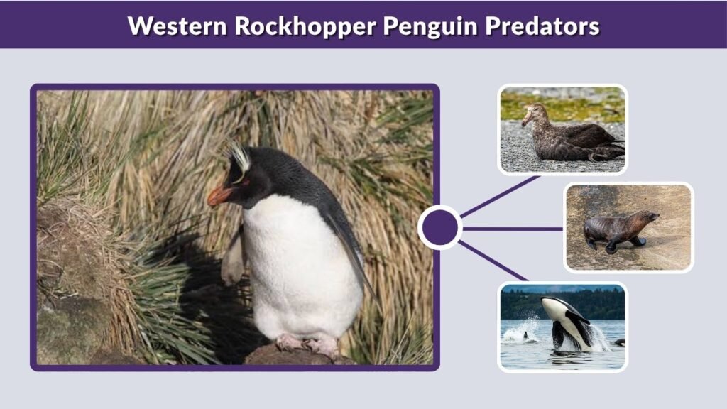 Western Rockhopper Penguin Predators