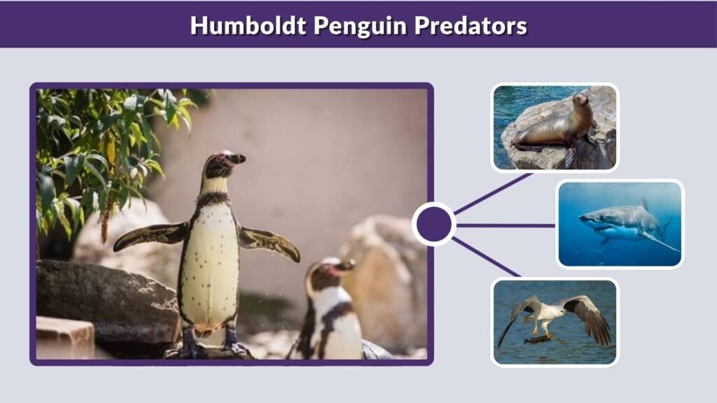 Humboldt Penguin Predators