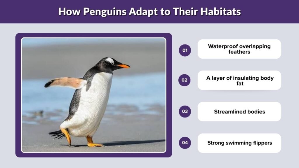How Penguins Adapt to Their Habitats