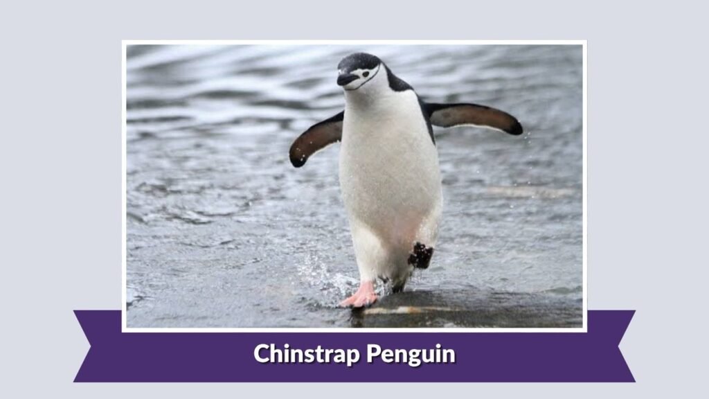 Chinstrap Penguin