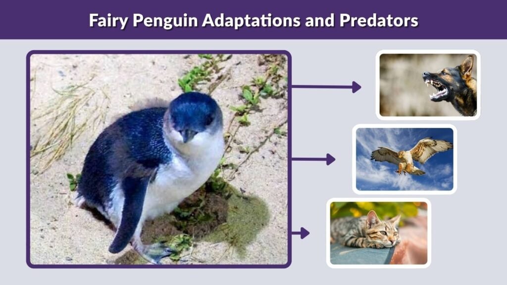 Fairy Penguin Adaptations and Predators