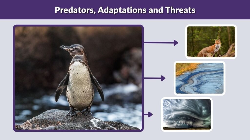 Predators, Adaptations and Threats