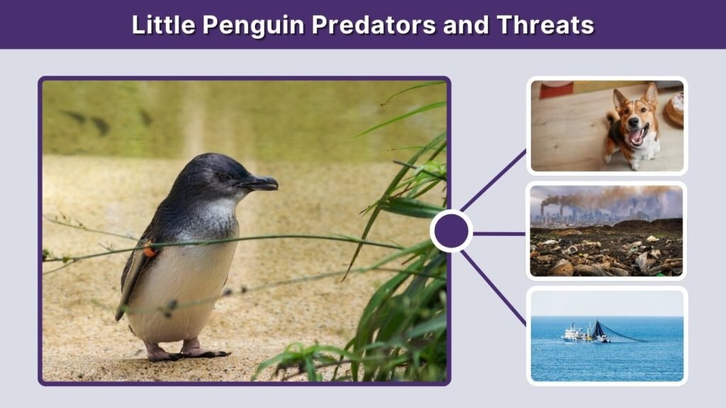 Little Penguin Predators and Threats